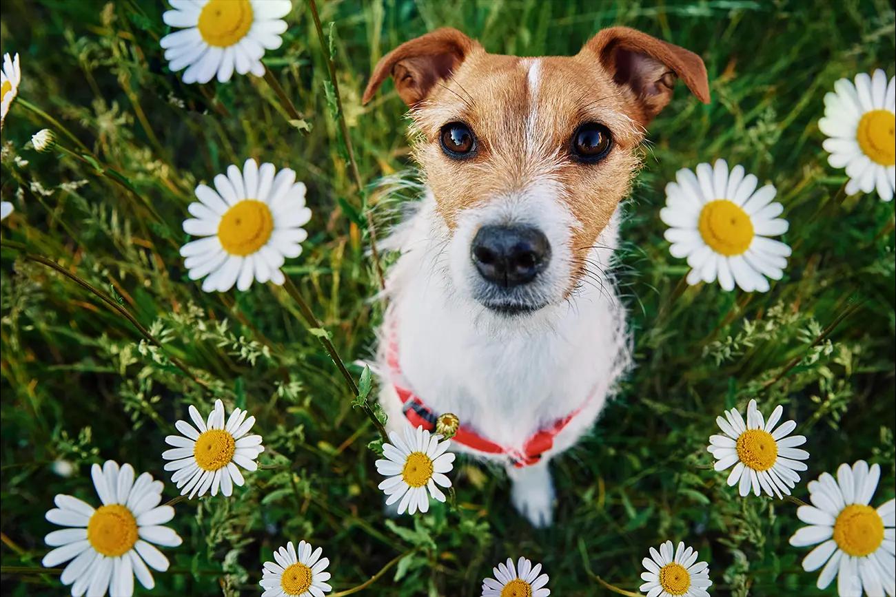 The Delightful Daisy: Discovering the Charm of April’s Flower