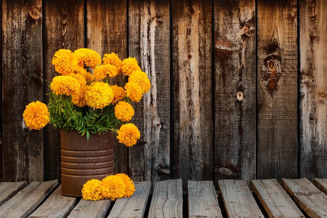 All About Marigolds – October’s Floral Gem