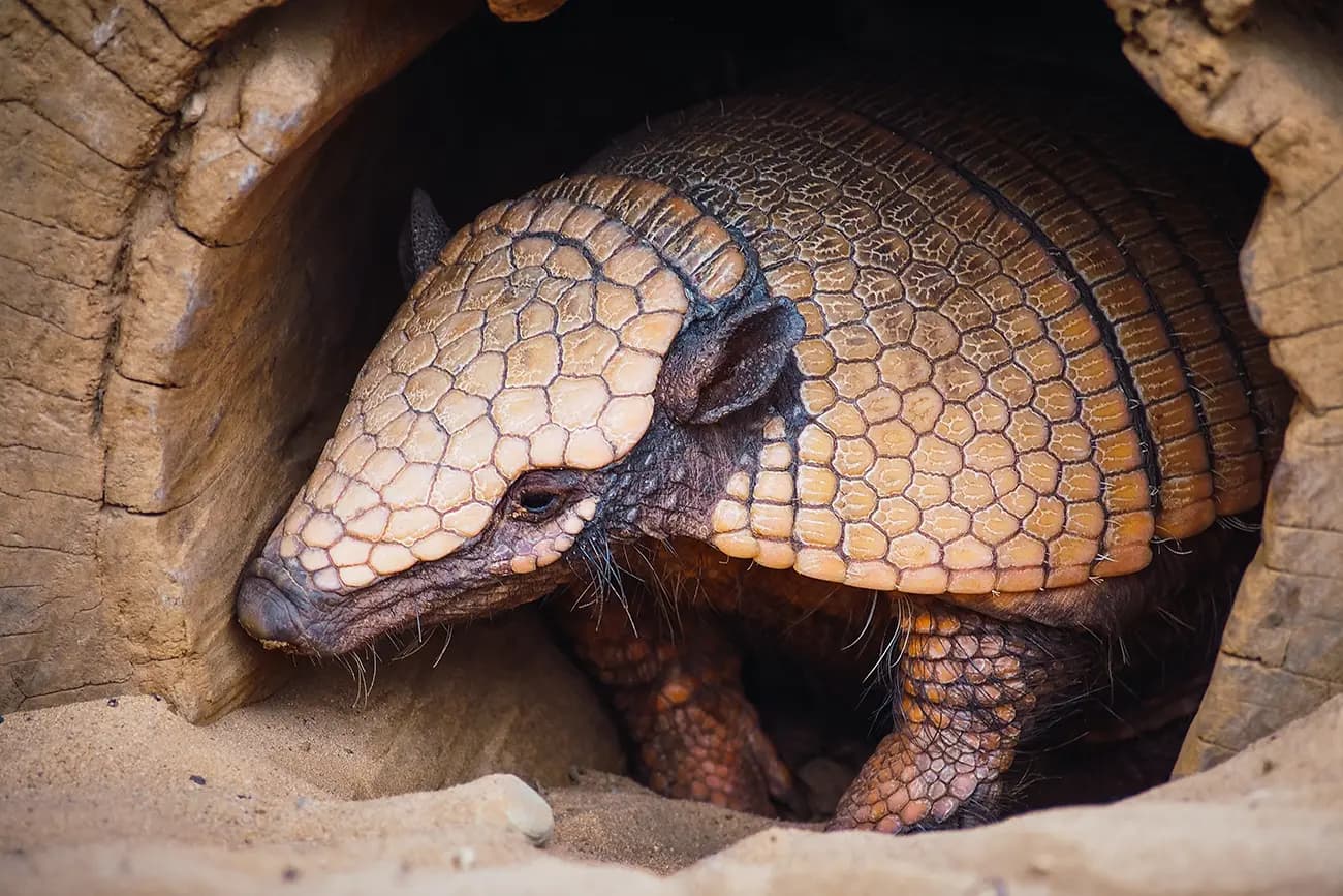 The Journey of Creating an Armadillo Artwork